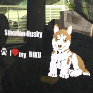 シベリアンハスキー ステッカー ハスキー 仔犬...の詳細画像1