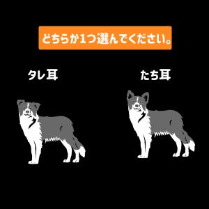 ボーダーコリー ステッカー ボーダー カッティ...の詳細画像1