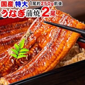 お中元 2026 敬老の日 うなぎ プレゼント ...の商品画像