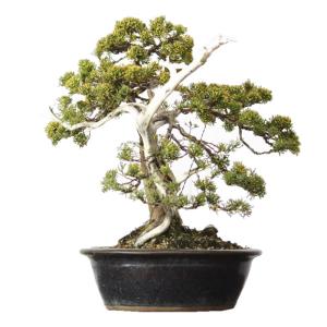 送料込み 真柏 盆栽 ボンサイ シャリ 模様樹 捻転 一点もの ジン 高級盆栽 舎利 中国鉢 ジン ボンサイ Bonsai 一点もの 現品限り 本仕込 Shinpaku2 Ipad Iphoneケースのオンパレード