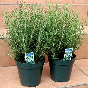 ローズマリー マリンブルー ハーブ苗 5号鉢 2個セット ローズマリーの苗 苗木 大苗 送料無料 Her 野菜苗 植物 青果物販売のitanse 通販 Yahoo ショッピング