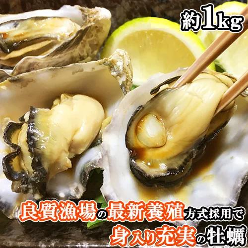 国内初採用の養殖方法で身入り抜群 冷凍牡蠣 約1kg 最適海域の大分県大入島産 新栄丸 大入島オイス...