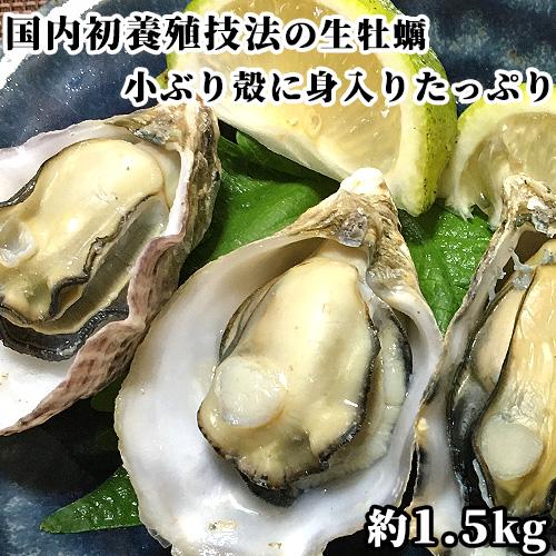 日本初採用の養殖方法で身入り抜群 生牡蠣 約1.5kg ＜※指定日必須※＞ フリップファームシステム...