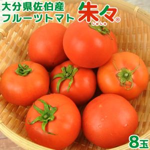 大分県佐伯産 高糖度 塩熟 フルーツトマト朱々 8玉(約1kg) LLサイズ 糖度8度以上 JGAP認証 ハウス 低段密植栽培 サニープレイスファーム｜onsenken-oita