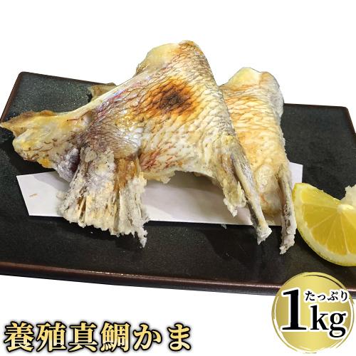 脂のり抜群 真鯛の鯛かま たっぷり約1kg入り(10〜14個前後) たいかま カマ 国産養殖真ダイ ...