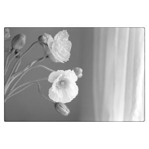 Kodak 白黒ネガフィルム トライ-X400...の詳細画像2