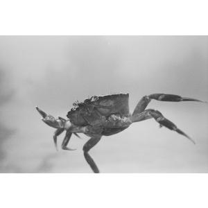 Kodak 白黒ネガフィルム トライ-X400...の詳細画像5