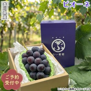 香川県産 ピオーネ 1房 8月中旬頃〜発送予定 種無し ぶどう 葡萄 ブドウ 贈り物 ギフト プレゼント 果物 贈答 チルドヤ