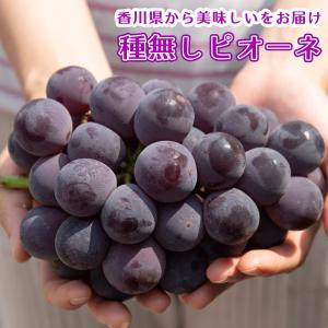 香川県産 ピオーネ 1房 8月中旬頃〜発送予定...の詳細画像1