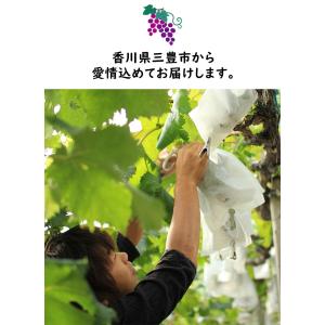 香川県産 ピオーネ 1房 8月中旬頃〜発送予定...の詳細画像2