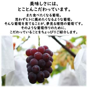 香川県産 ピオーネ 1房 8月中旬頃〜発送予定...の詳細画像3