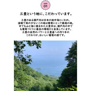 香川県産 ピオーネ 1房 8月中旬頃〜発送予定...の詳細画像4