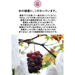 香川県産 ピオーネ 1房 8月中旬頃〜発送予定...の詳細画像5
