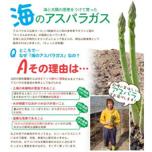 LYP会員限定価格 海のグリーンアスパラガス ...の詳細画像2