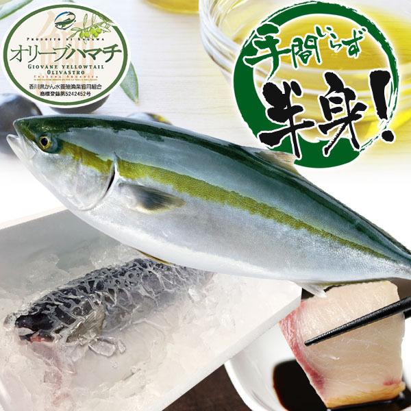 讃岐のオリーブハマチ半身 養殖 約8〜10人前 チルドヤ 年末出荷 刺身 料理 贈り物 冬ギフト 魚...