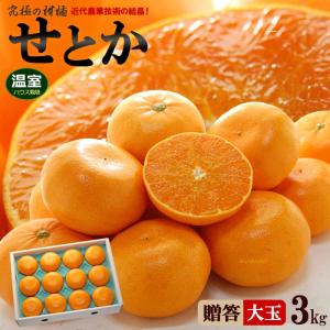 みかん ハウス せとか 2L-3L (約3kg) 愛媛/佐賀産 秀品 贈答 ギフト セトカ