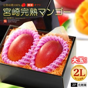 宮崎マンゴー (2L×2玉/約700g) 宮崎産 秀品 宮崎完熟マンゴー 国産マンゴー アップルマンゴー アーウィン種 ギフト 贈答 国産 高糖度 マンゴー 母の日 父の日｜ookiniya