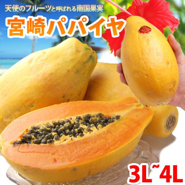 宮崎 パパイヤ 3L-4L (約2kg) 宮崎産 秀品 大玉 ギフト 贈答 国産 完熟 パパイヤ パ...