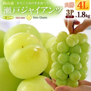 瀬戸ジャイアンツ 4L×3房 (約1.8kg) 岡山産 秀品 せとじゃいあんつ ぶどう ブドウ 葡萄 皮ごと 種無し seto giants フルーツ 果物 ブドウ ギフト 贈答 爆買
