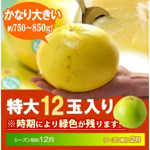 完熟 メロゴールド 特大 (12玉/約9.1k...の詳細画像5