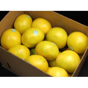 完熟 メロゴールド 特大 (18玉/約14kg...の詳細画像4