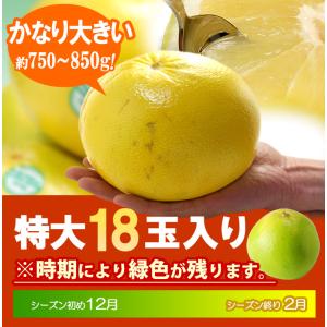 完熟 メロゴールド 特大 (18玉/約14kg...の詳細画像5