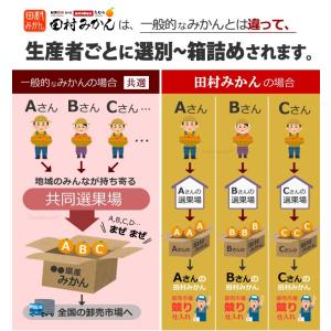 田村みかん 久右門 赤秀 (約5kg) 和歌山...の詳細画像4