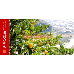 田村みかん 久右門 赤秀 (約5kg) 和歌山...の詳細画像2