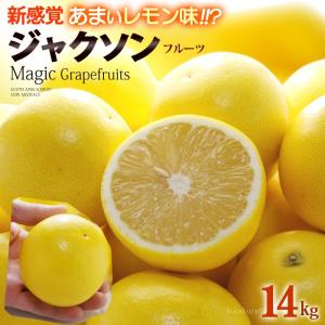 マジックグレープフルーツ ジャクソンフルーツ (64玉前後/約14kg) 南アフリカ産 新種 グレープフルーツ ぐれーぷふるーつ グレフル grapefruit ホワイト 白 柑橘｜ookiniya