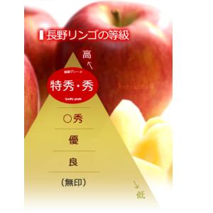 シナノスイート (約3kg) 長野産 秀品 贈...の詳細画像4