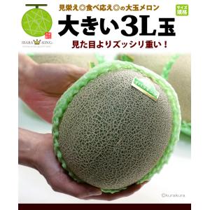 イバラキング 3L×2玉 (約2.5kg) 茨...の詳細画像3