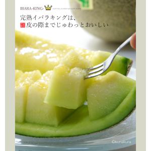 イバラキング 3L×2玉 (約2.5kg) 茨...の詳細画像5