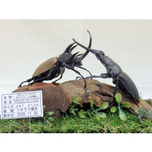 ゴホンズノカブトVSギラファノコの戦い（レプリカ標本）｜ookuwa-kyoto