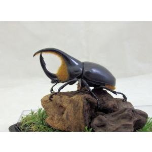 オオクワ京都昆虫館 昆虫標本販売 Yahoo ショッピング