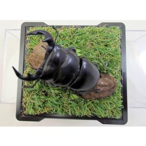 アンタエウスオオクワ♂７４（レプリカ標本）