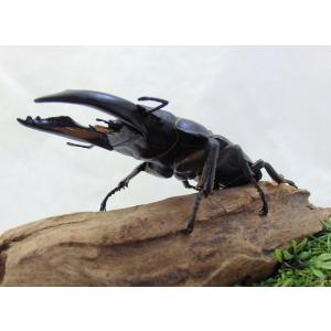 ヤンソン テナガコガネ♂55（レプリカ標本） : オオクワ京都昆虫館