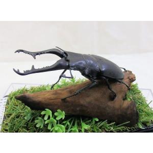 ヤンソン テナガコガネ♂55（レプリカ標本） : オオクワ京都昆虫館