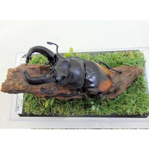 ヤンソン テナガコガネ♂55（レプリカ標本） : オオクワ京都昆虫館
