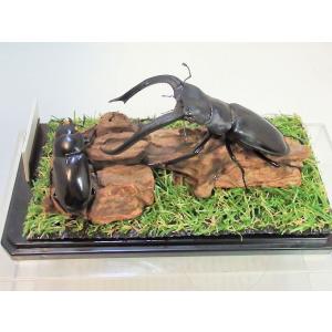 マンディブラリスフタマタ♂９５＋♀４４（ジオラマ標本）