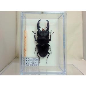 標本製作依頼パターンM : オオクワ京都昆虫館 - 通販 - Yahoo!ショッピング