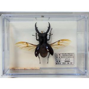標本製作依頼パターンK : オオクワ京都昆虫館 - 通販 - Yahoo!ショッピング
