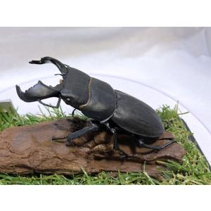 ダイオウヒラタ♂８０mmレプリカジオラマ標本