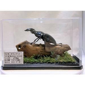 タランドゥスオオツヤクワガタ♂79mmレプリカ...の詳細画像3