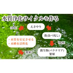 微生物の素 10g メダカ シュリンプ 針子 ...の詳細画像3