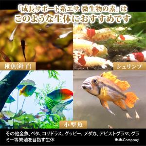 熱帯魚アピストグラマ 魚のエサ の商品一覧 熱帯魚 アクアリウム用品 ペット用品 生き物 通販 Yahoo ショッピング