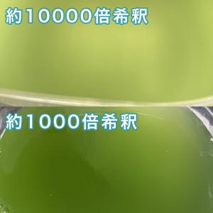 みじんこ 培養に グリーンウォーター メダカ ...の詳細画像5