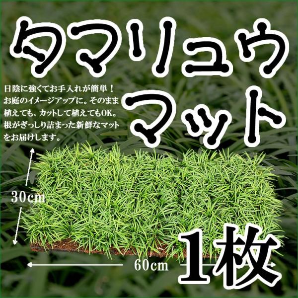 【送料無料】タマリュウ（玉竜）マット30cm×60cm１枚　日陰　グランドカバー植物　常緑の葉