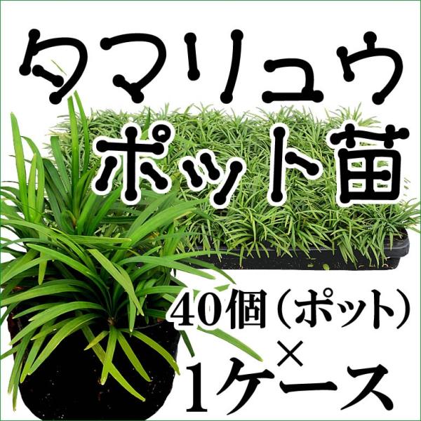 【送料無料】タマリュウ（玉竜）ポット苗 40個×1ケース　日陰　グランドカバー植物　常緑の葉