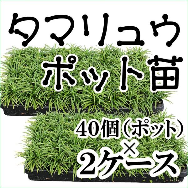 【送料無料】タマリュウ（玉竜）ポット苗 40個×2ケース　日陰　グランドカバー植物　常緑の葉