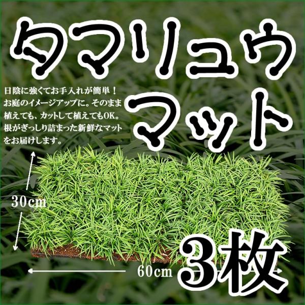 【送料無料】タマリュウ（玉竜）マット30cm×60cm3枚　日陰　グランドカバー植物　常緑の葉